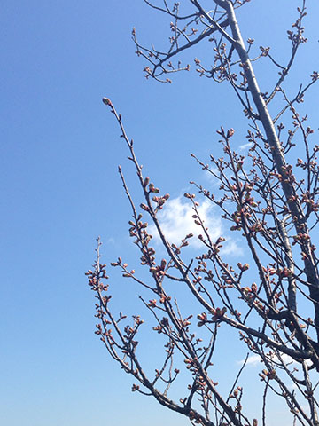 桜