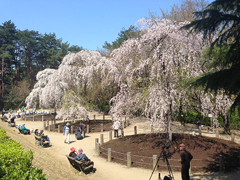 じゅんさい池 観桜会