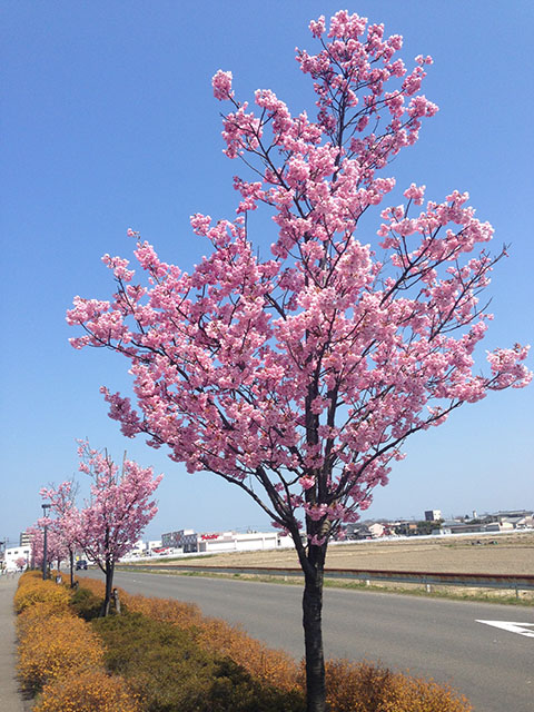 桜