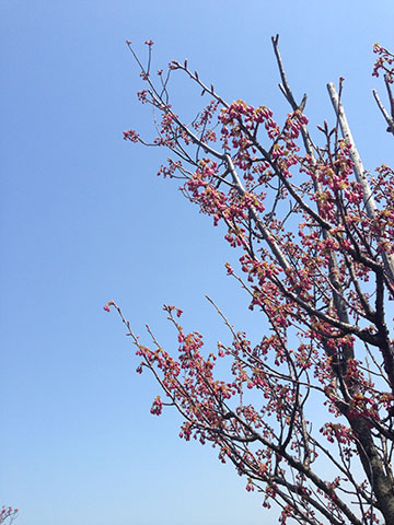 桜