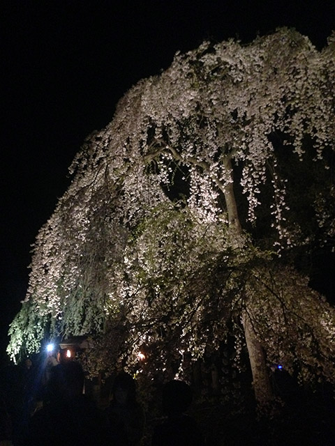 じゅんさい池 観桜会