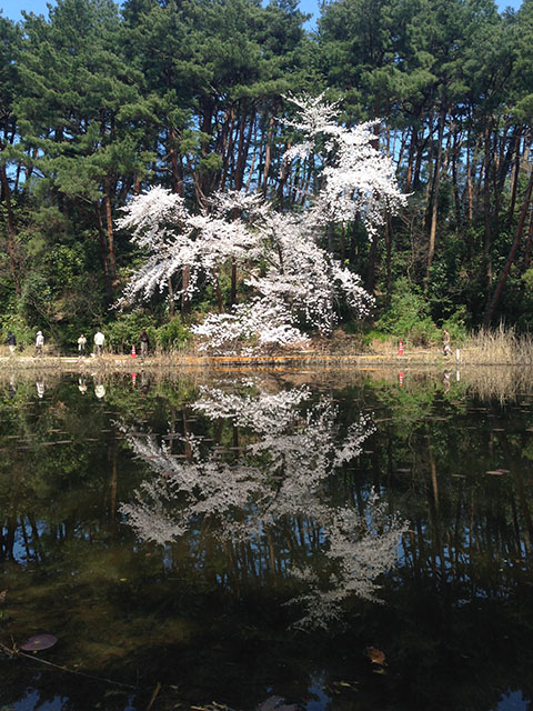 じゅんさい池 観桜会