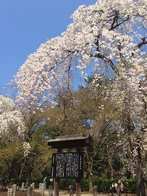 じゅんさい池 観桜会