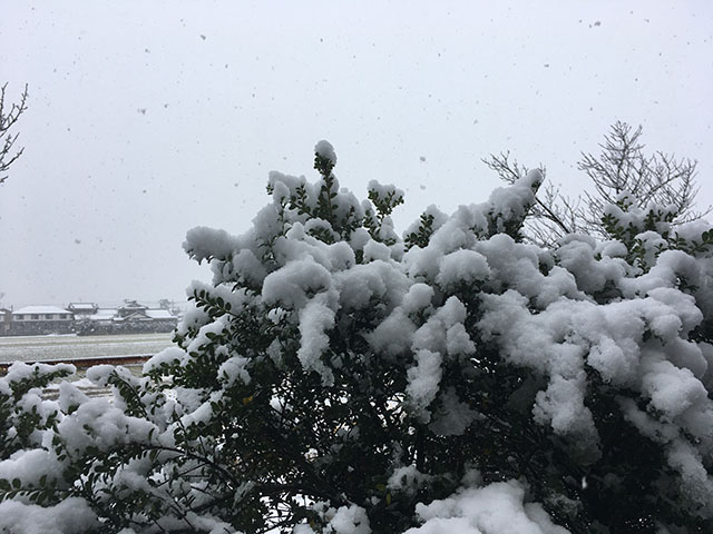 雪