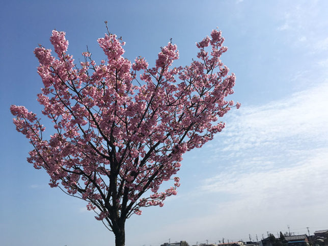 桜