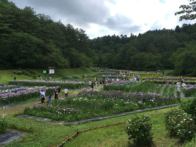 五十公野公園のアヤメ