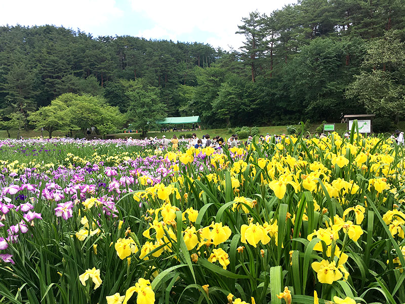 五十公野公園のアヤメ