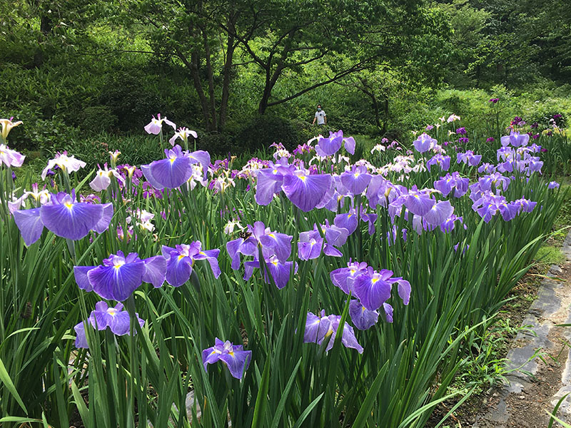 五十公野公園のアヤメ