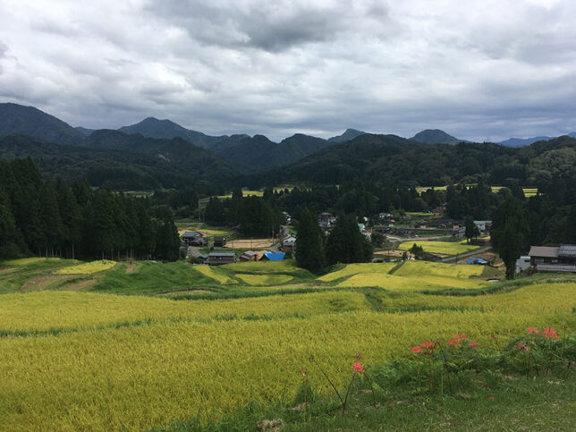 北五百川の棚田