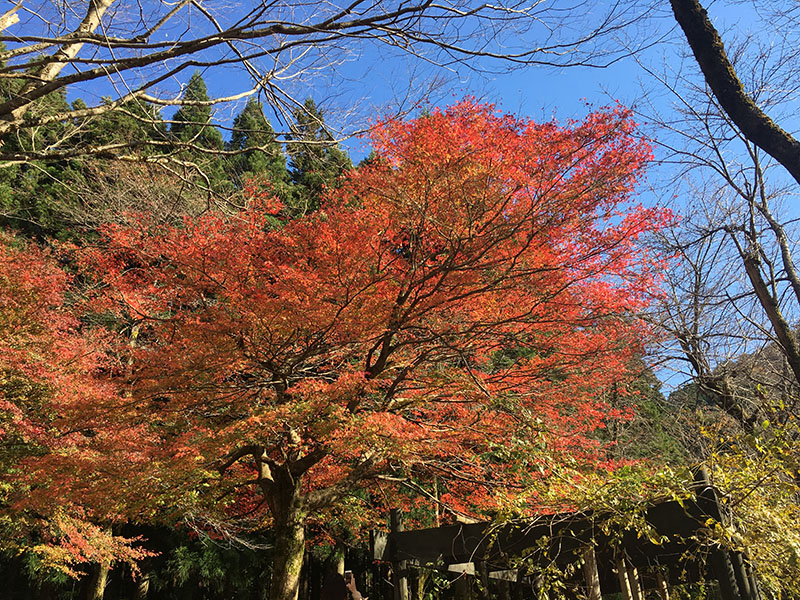 粟ケ岳県民休養地 キャンプ場