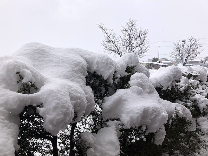 雪