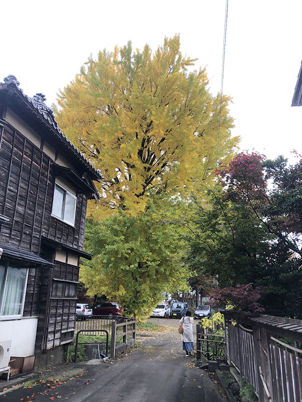 弥彦の大銀杏