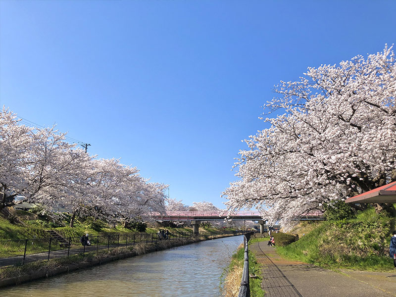 鷲ノ木桜遊歩道公園