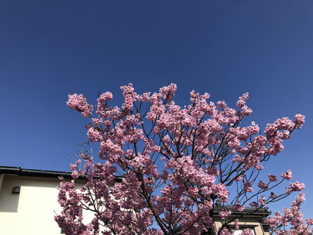 桜