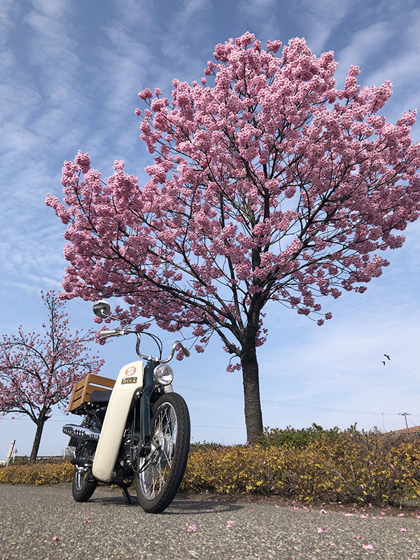 桜